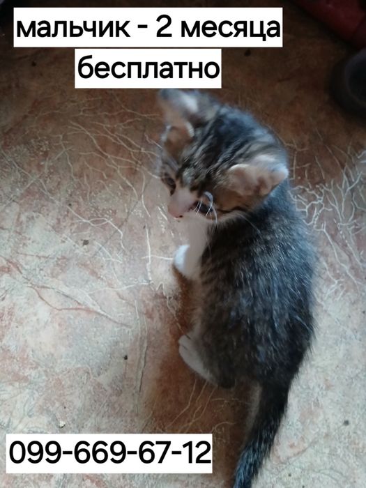 Отдам   котят от веслоухой мамы кошки