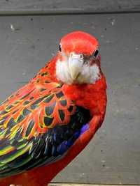Умные и игривые попугаи Розеллы: идеальный выбор для вашего дома