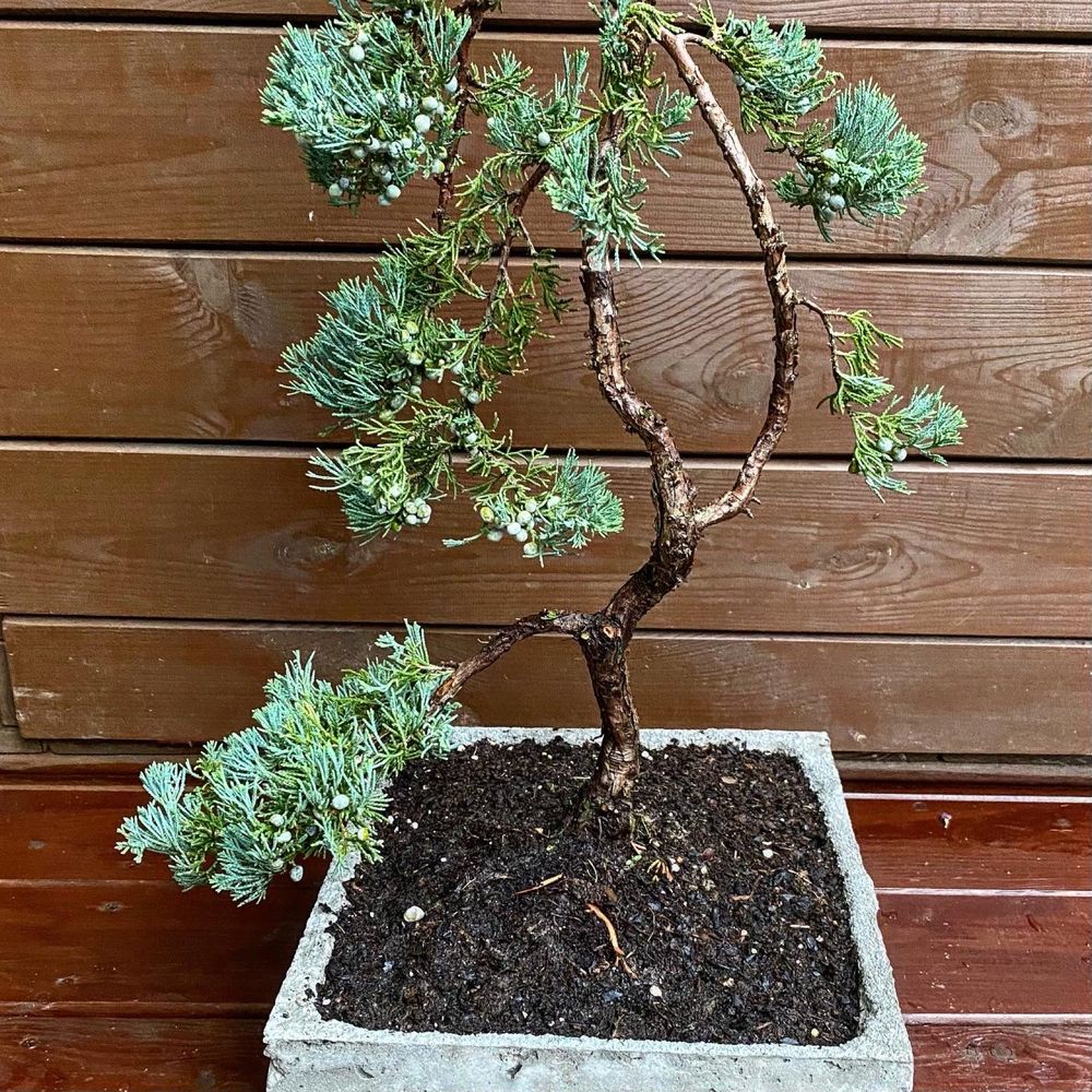 Bonsai Jałowiec donica betonowa drzewko ozdobne