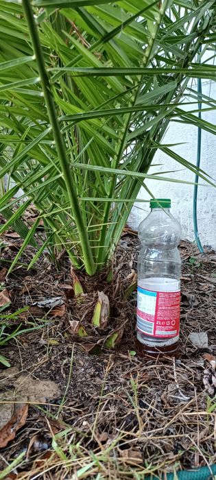 Palmeiras das Canárias e da China (leque)