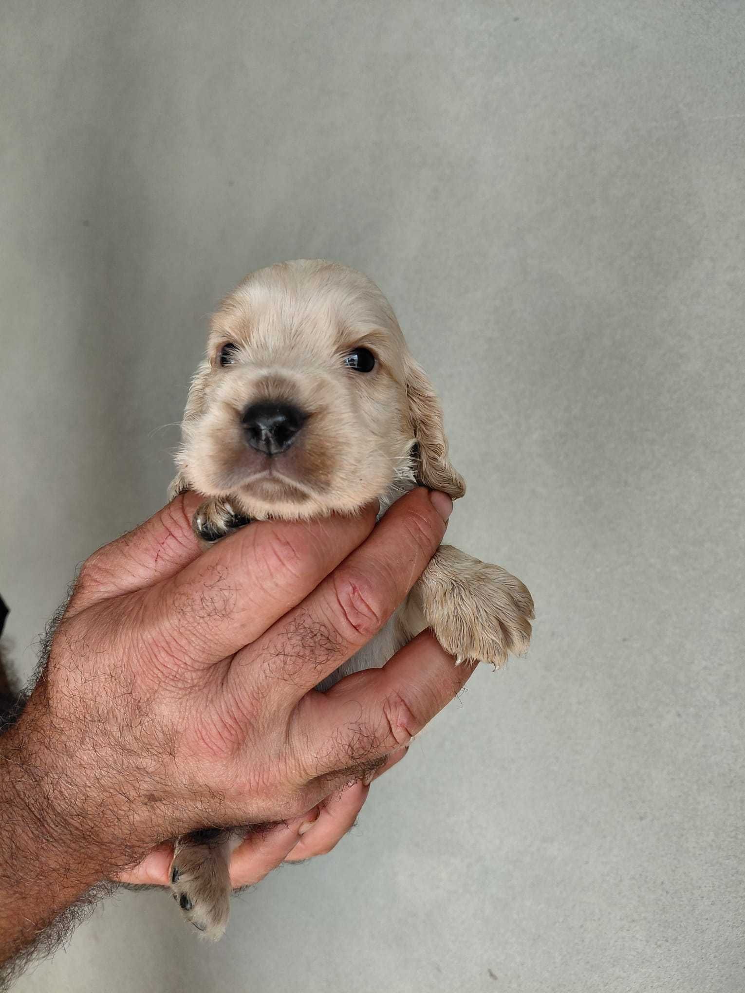 Cachorro Cocker Spaniel Inglês TOP