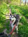 Teri-cudowny husky do adopcji