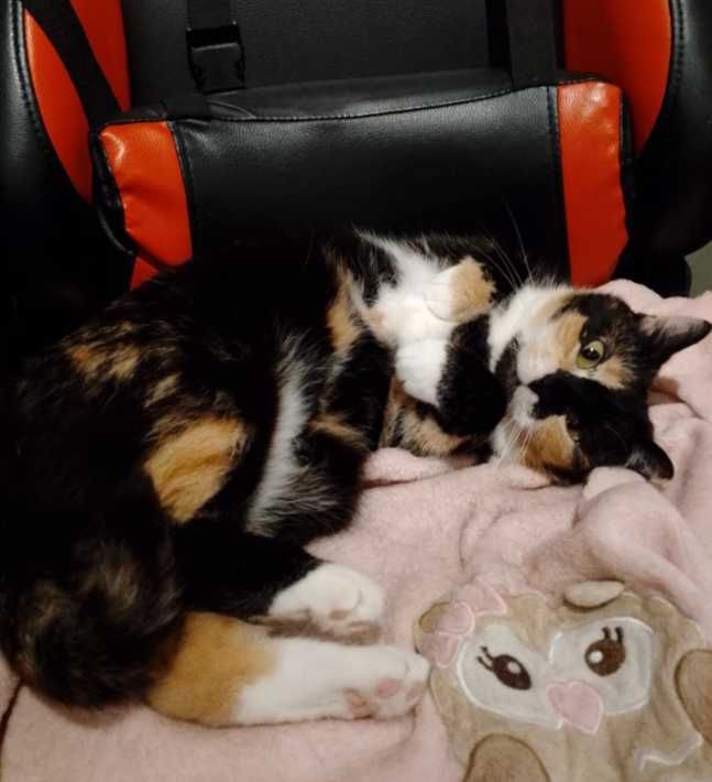 Wesoła, kochana i śliczna trikolorka poeca się do adopcji:)