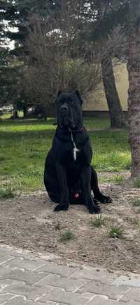 Cane Corso Pies.