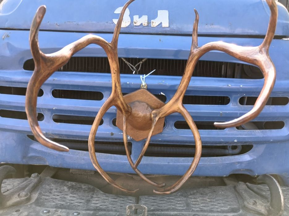 Продам рога оленя.