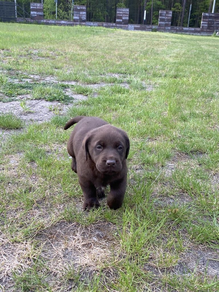 Labrador retriever