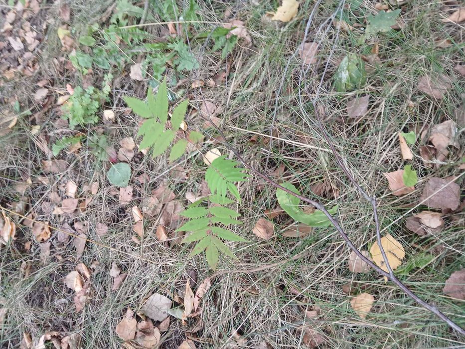 Sadzonki modrzewia, brzozy, lipy, pigwowca i innych roślin