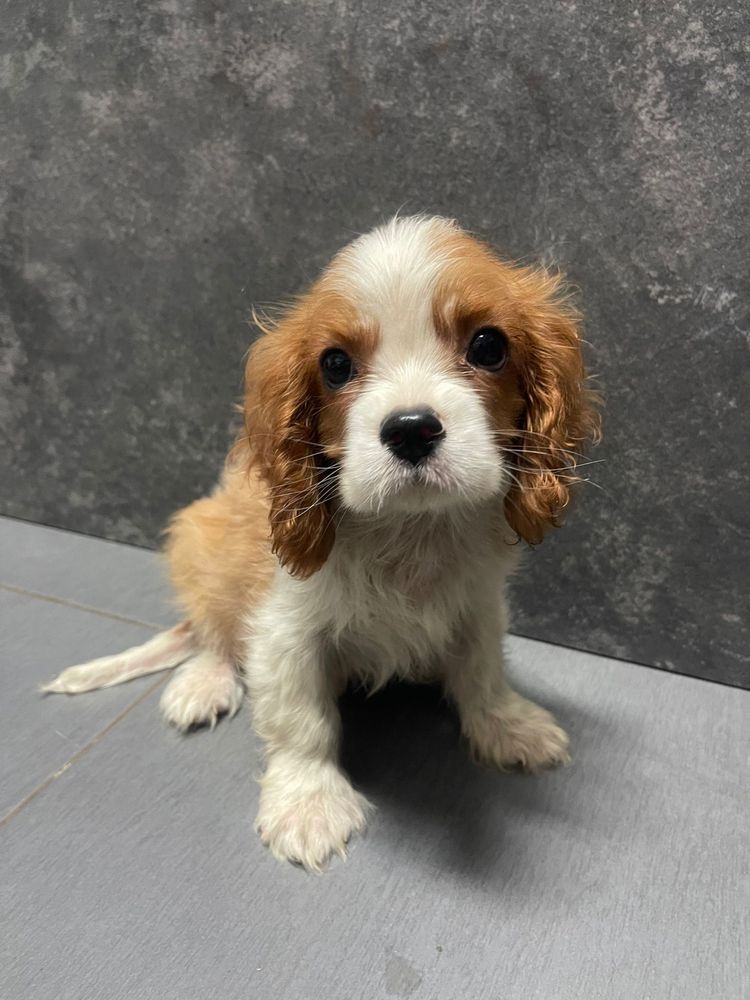 Cavalier King Charles