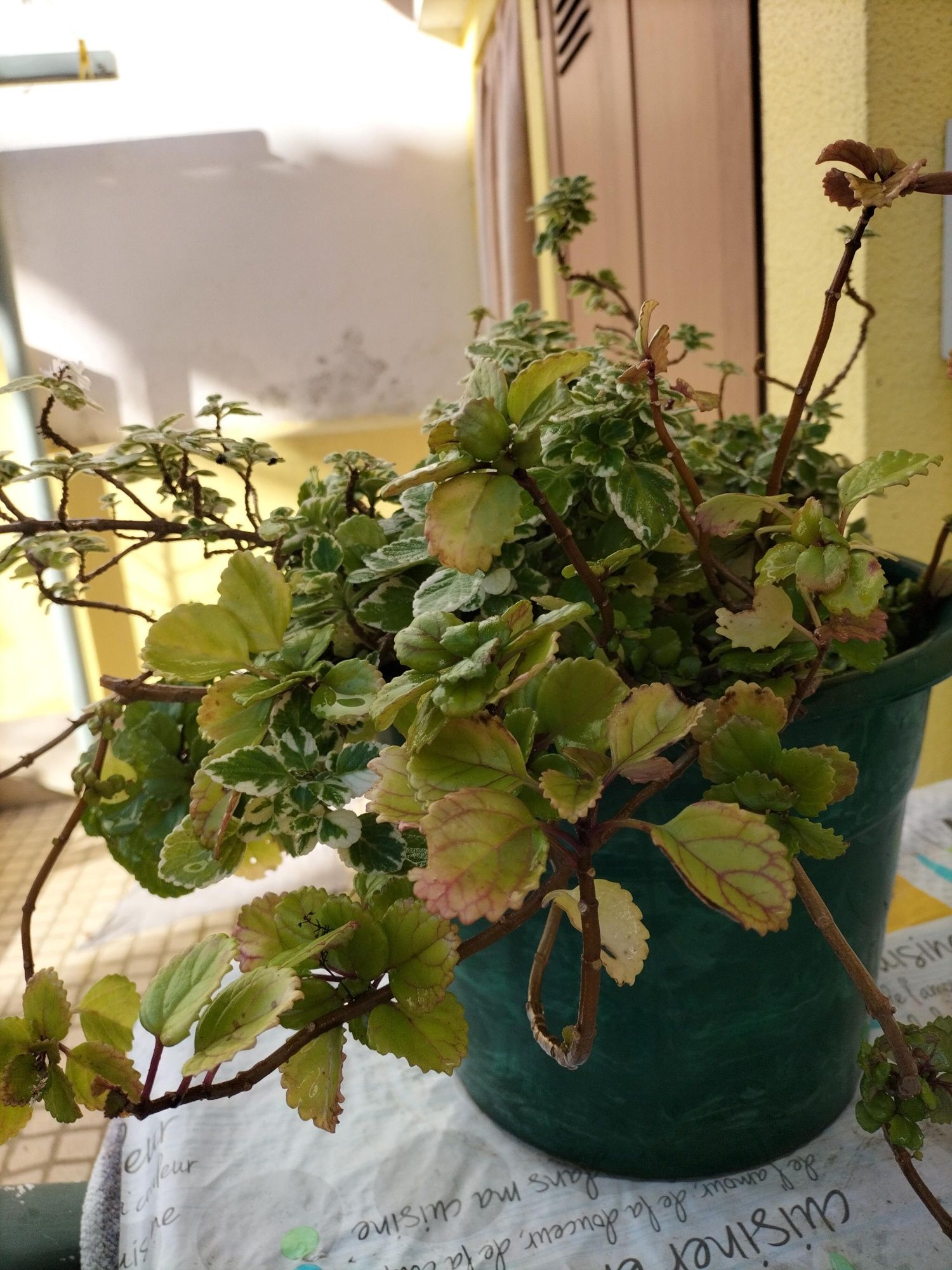 Plantas duplas no mesmo espaço.