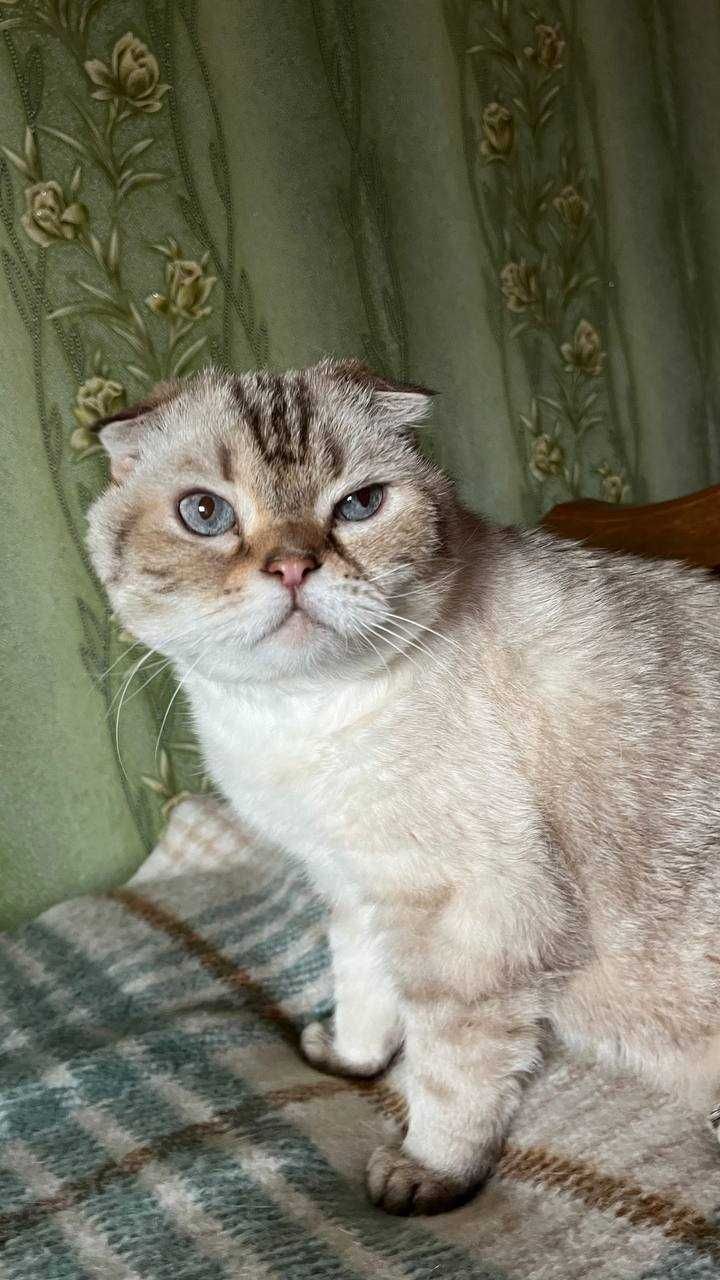 Кошечка Буся ищет дом