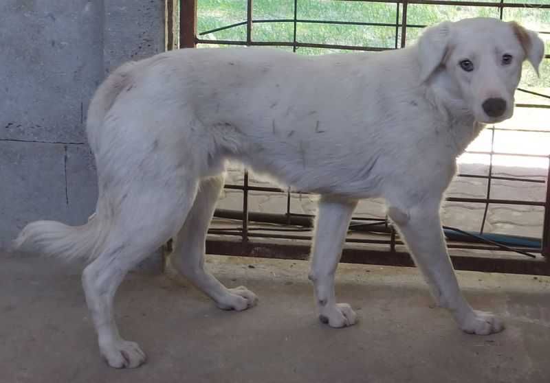 Martin biały średni , młody pies do adopcji