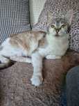 Milusia do adopcji