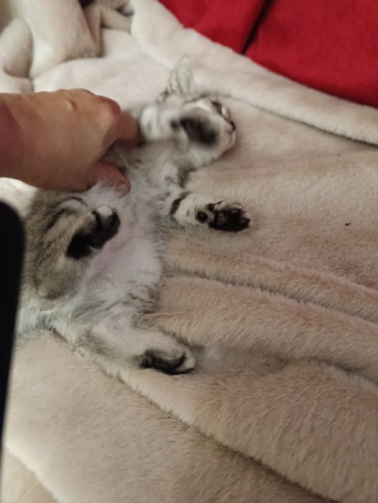 Шотланці скотіш страйт