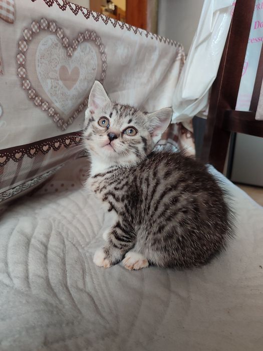 Віддаємо кошеня 2 місяці