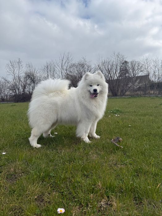Szczenię Samoyed ZKwP odbiór GRUDZIEŃ 2025