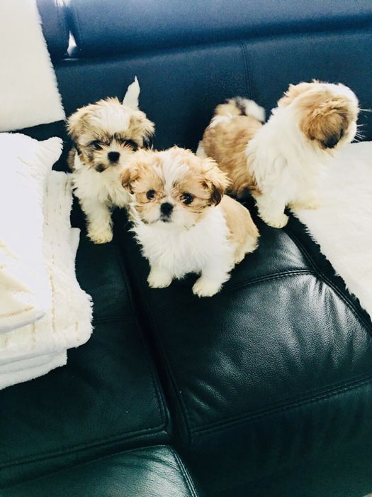 Shih tzu szczeniaczek