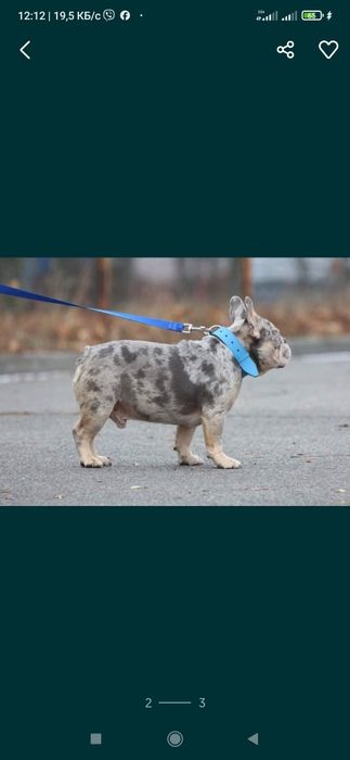 Продам мальчика французкого бульдога мерле лилак тана