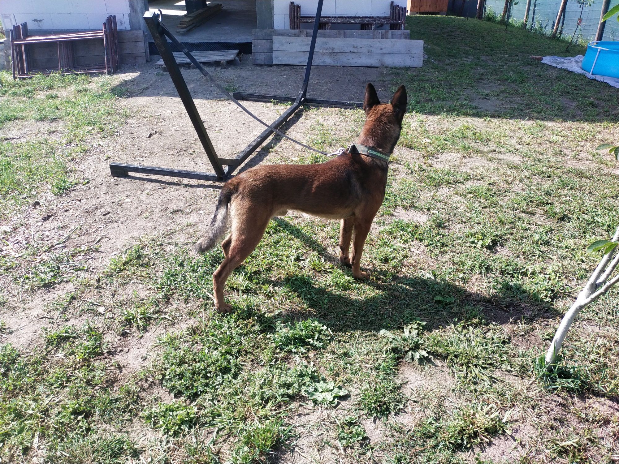 Owczarek belgijski malinois pies