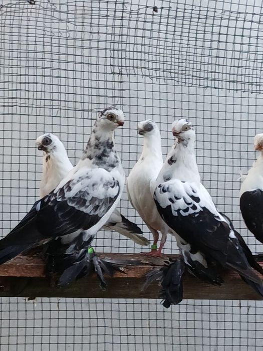 Motyl Warszawski młode 2025