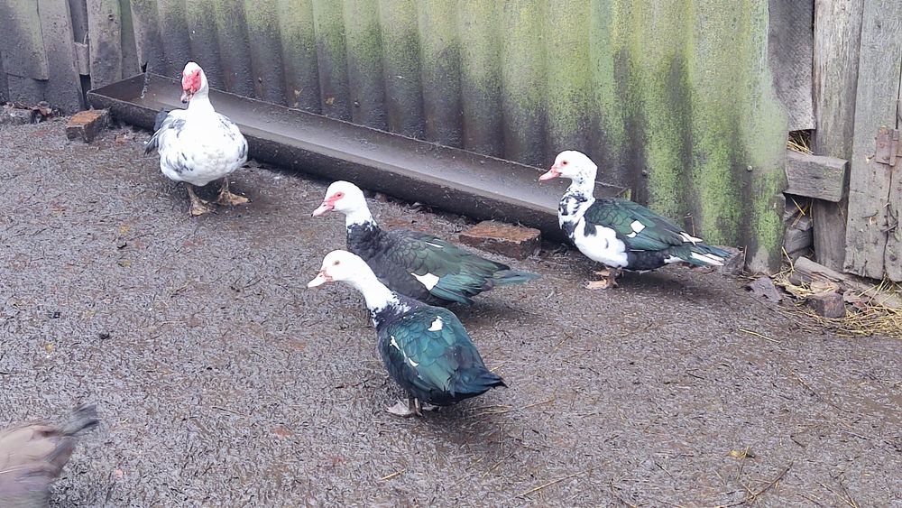 Продам утят живою вагою, ціна за штуку