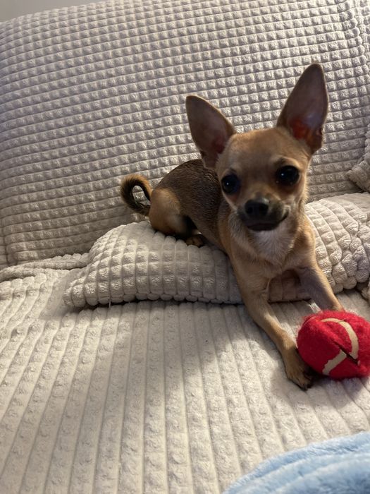 Chihuahua reproduktor