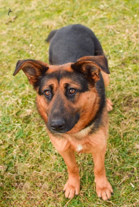 Nena-mlodziutka suczka w typie owczarka niemieckiegj do adopcji