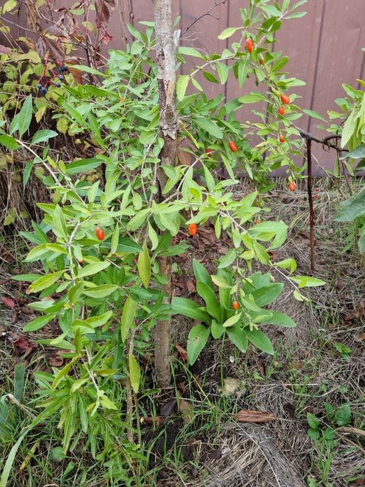 Годжи Саженцы Ягоды годжи свежие