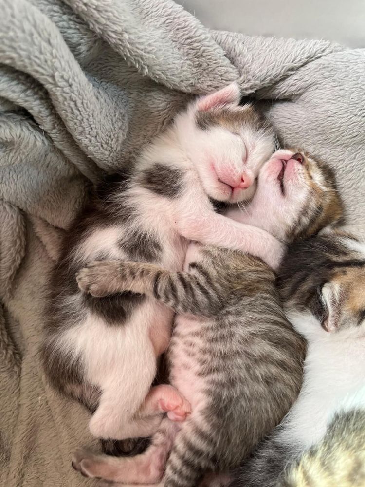 Gatinhos para adocao