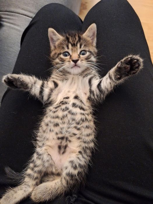 Dwa kociaki szukają kochającego domu!