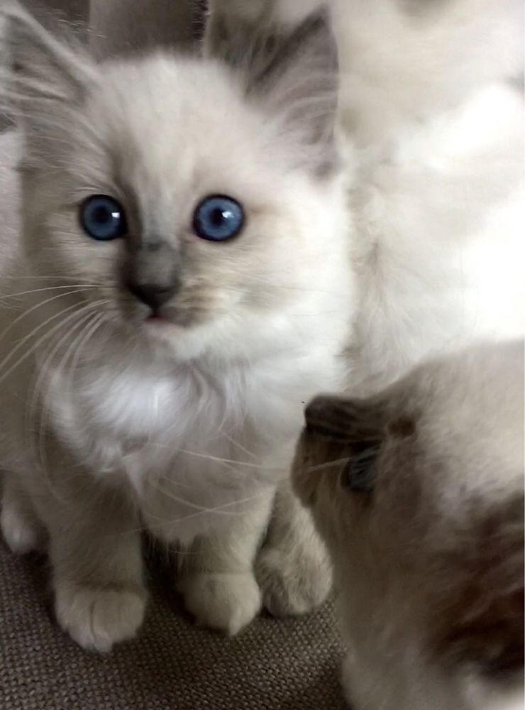 Kociaki Ragdoll na kolanka