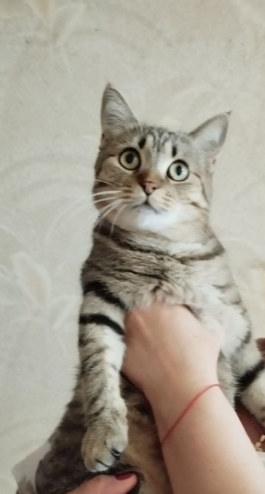 Кисюля в любящую семью