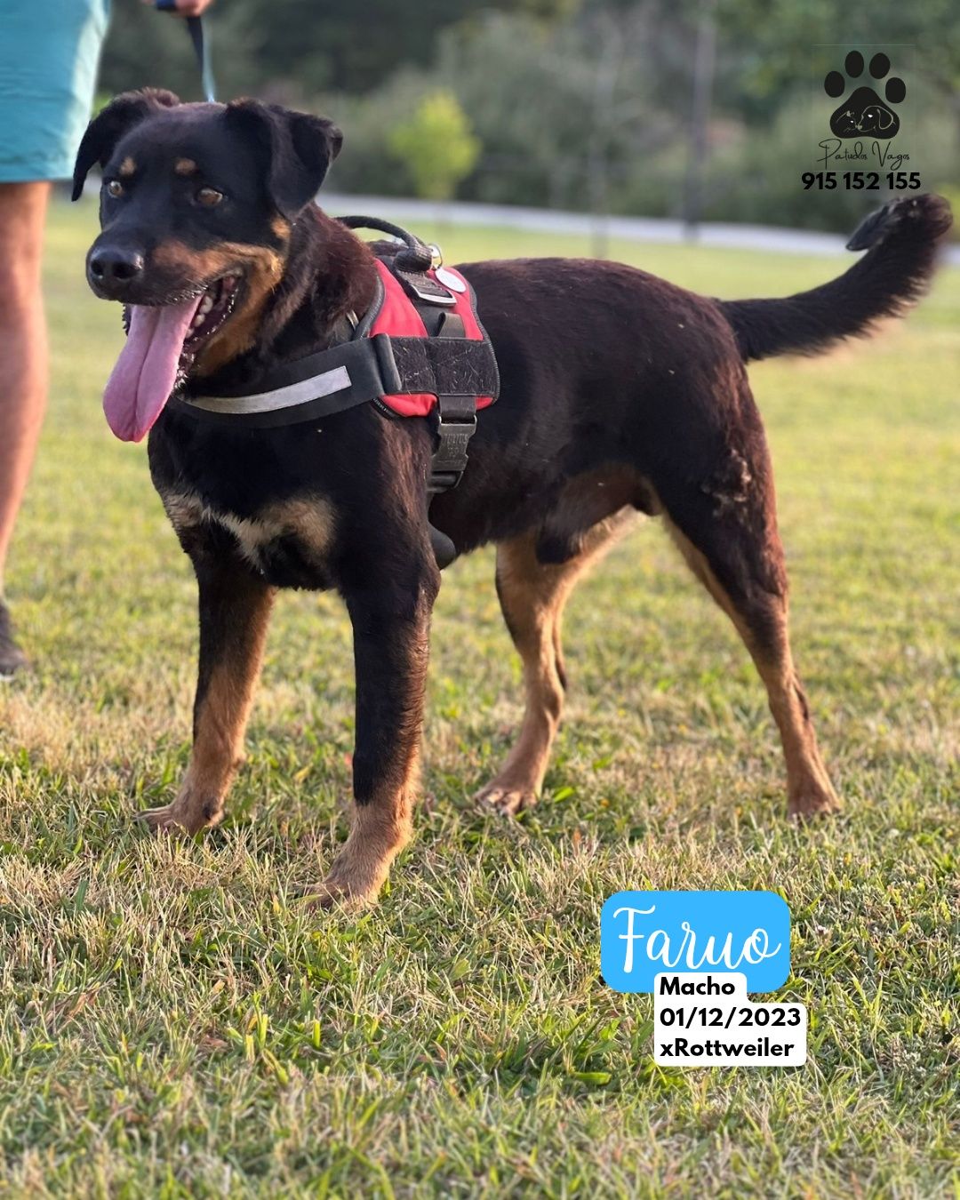 Rottweiler para adoção responsável