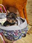 Yorkshire terrier Jork 2,5mies stalowo złota chip paszport