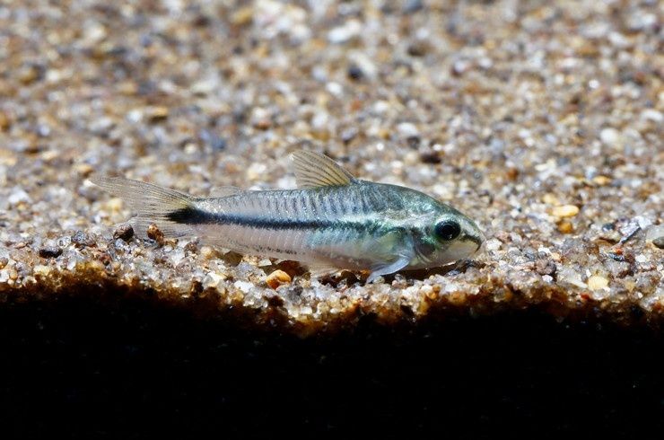 Коридорас пігмей (нано) рибка акваріумна