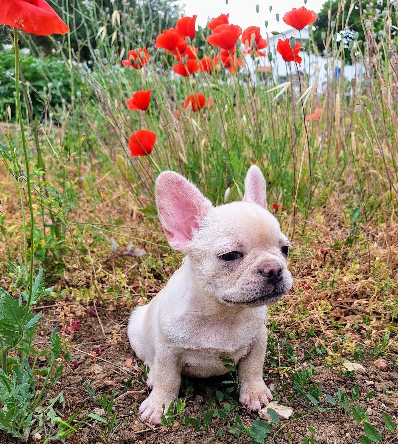 Bulldog Francês Platiniun