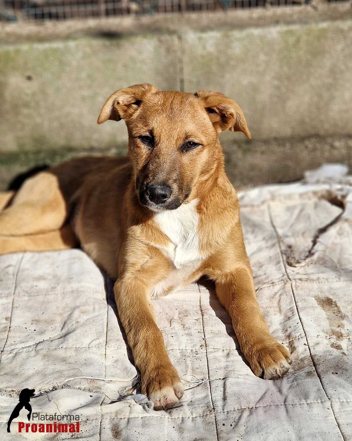 KORA - Cadelinha muito jovem para adoção!