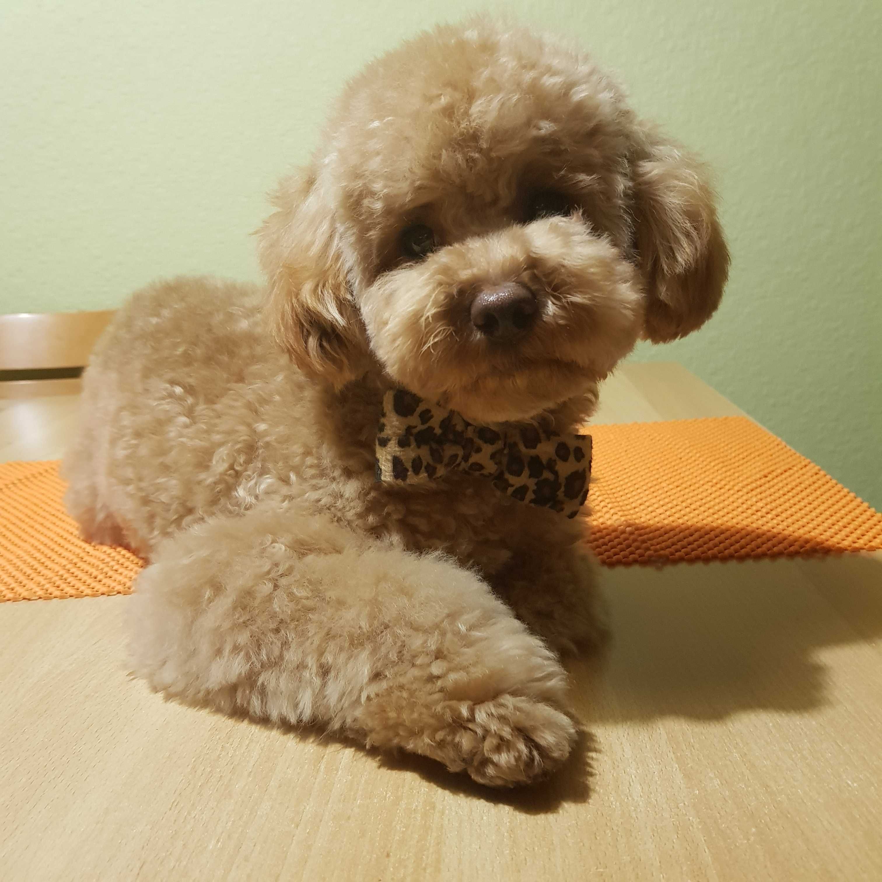 В'язка той пуделя toy poodle