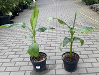 Bananowiec Musa Basjoo