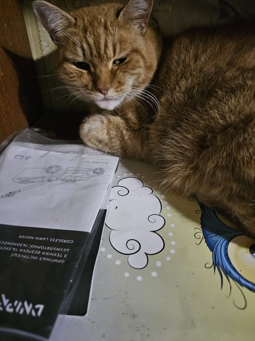 Потерялся любимец