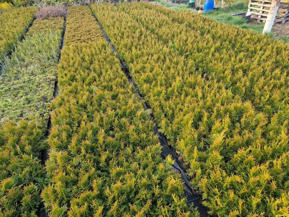 Tuja szmaragd thuja p9 wys. 30-40 cm wiosna 2024 świetokrzyskie