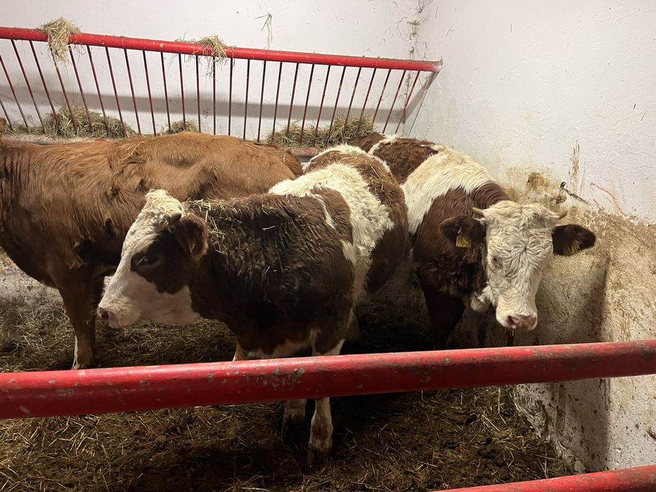 Sprzedam 12 odsadów mięsnych