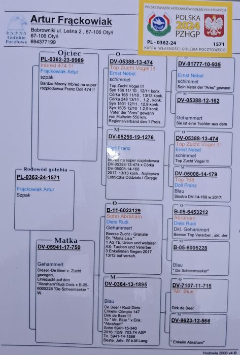 Gołąb pocztowy Samiec,, POLECAM ,, Org. A . Frackowiak