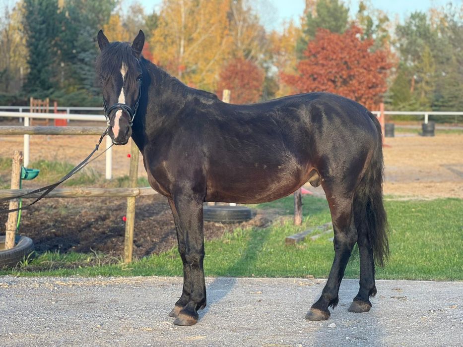 Kuc 4lata D grupa 147cm