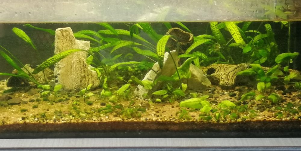 ROŚLINY do akwarium, kryptokoryny, anubias