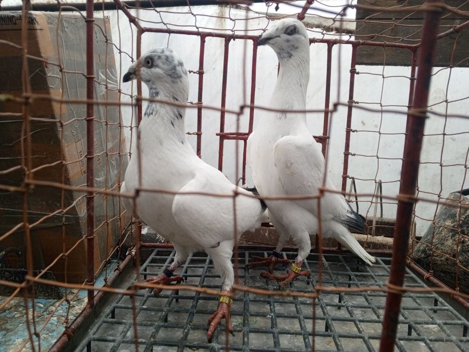 Łódzki Pstry Łódzkie pstre ptaki gołębie ozdobne