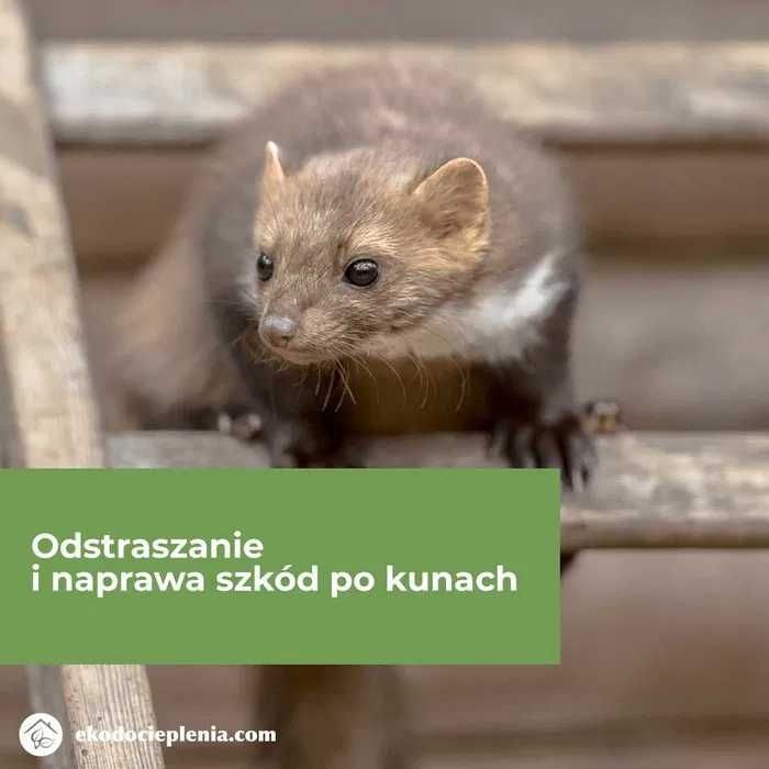 Naprawa dachu - Zwalczanie kun - Montaż pastucha - Ocieplanie