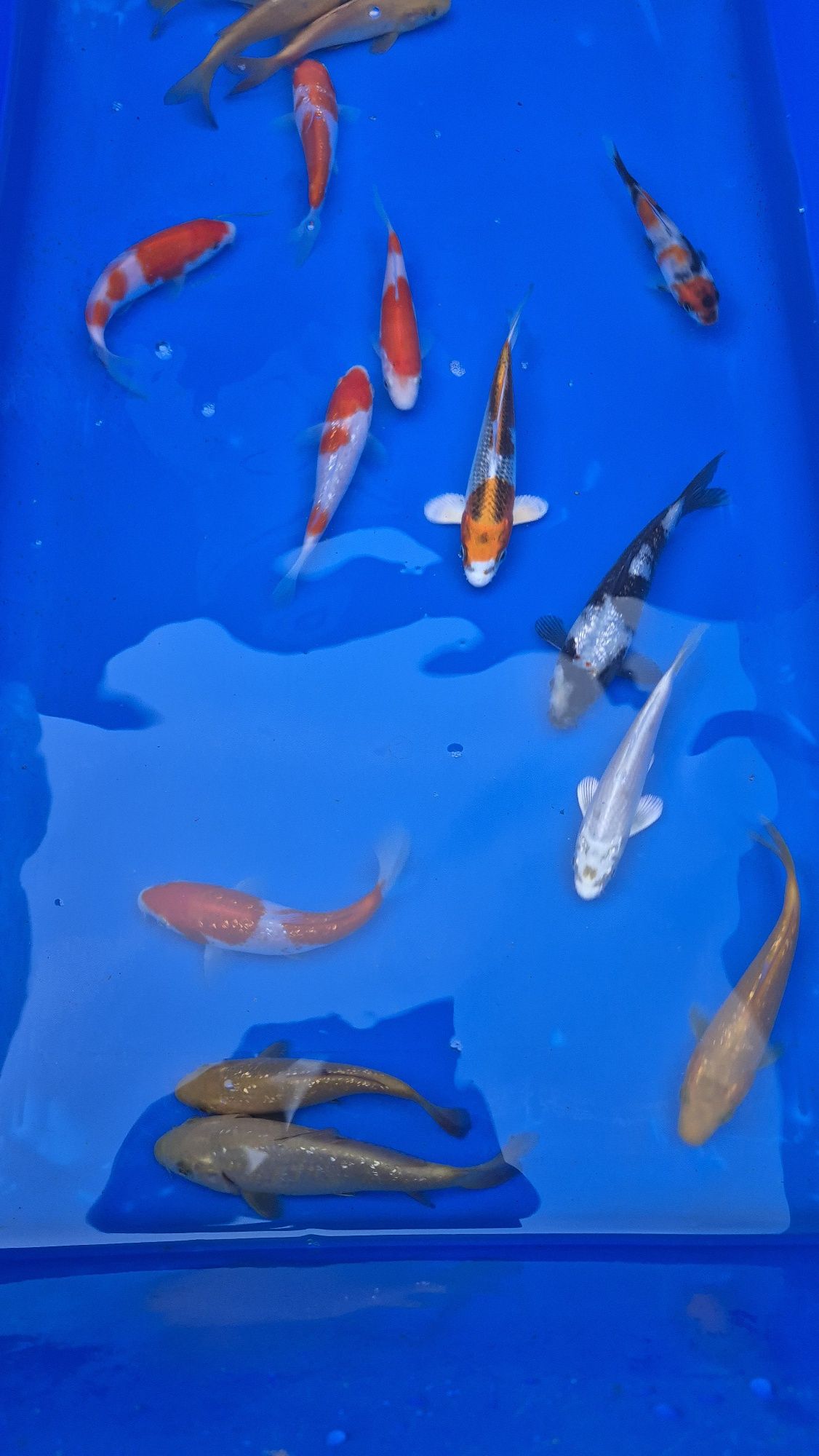Karpie koi import z Japoni