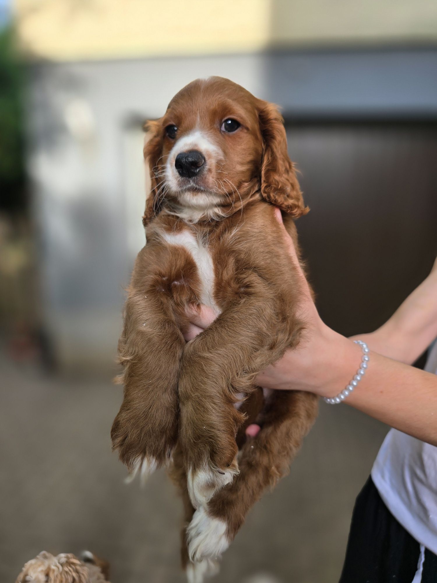 Cockapoo/chłopczyk/ cavapoo