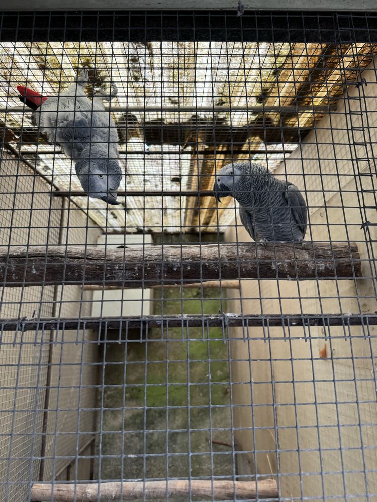 Casal papagaios cinzentos