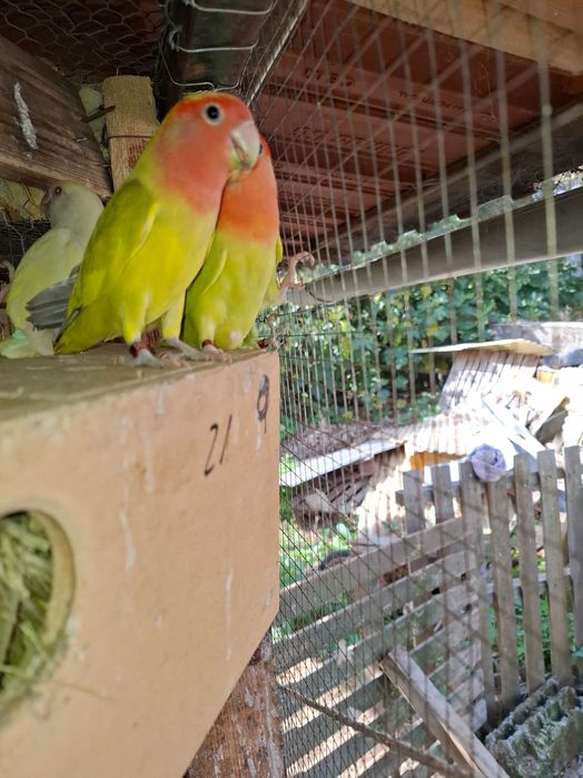 Diis casais de agapornis para cedencia